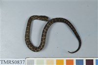 藏品(菊池氏龜殼花)的圖片